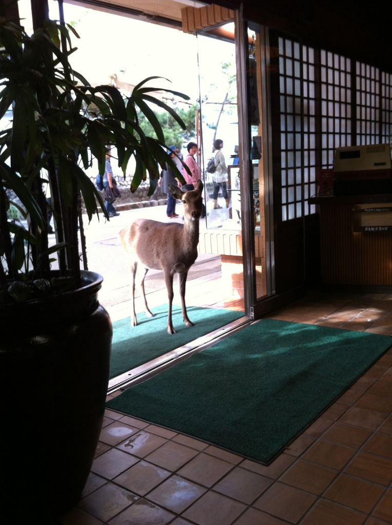 So this deer walked into a restaurant and said...